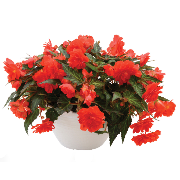 Begonia hybrida 'I'Conia Miss Miami'