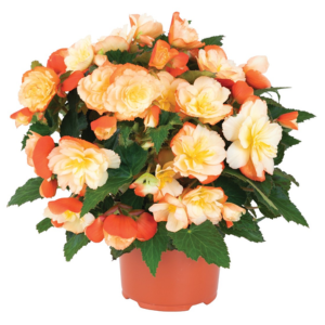Begonia hybrida 'I'Conia Scentiment Peachy Keen'