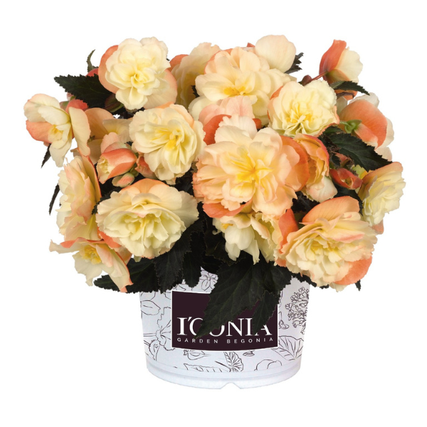 Begonia hybrida 'I'Conia Scentiment Peachy Keen'