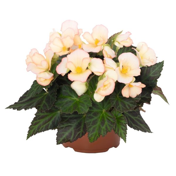 Begonia hybrida 'I'Conia Upright Blush'