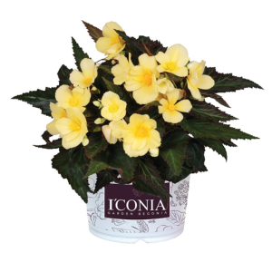Begonia hybrida 'I'Conia Upright Sunshine'