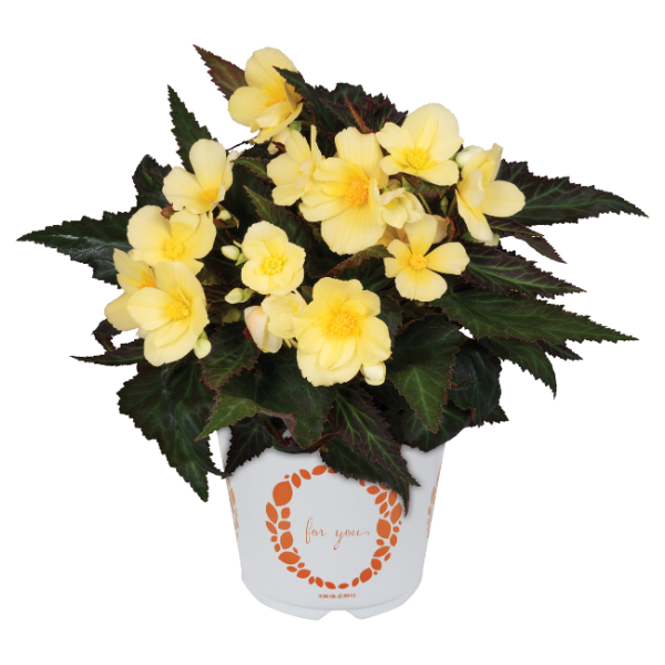 Begonia hybrida 'I'Conia Upright Sunshine'