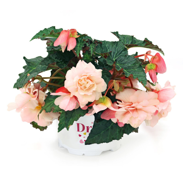 Begonia Tuberous tuberhybrida 'SweetSpice Appleblossom'