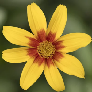 Bidens ferulifolia 'Brazen Eternal Flame'