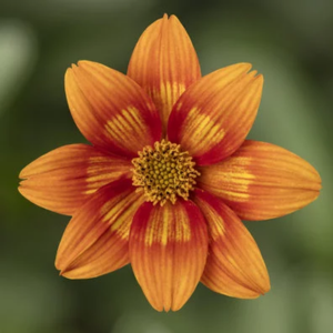 Bidens ferulifolia 'Brazen Glowing Sky'