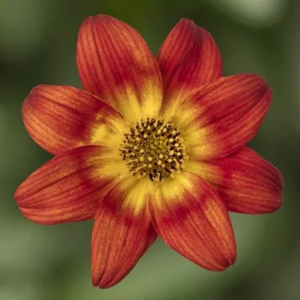 Bidens ferulifolia 'Brazen Imperial Luck'