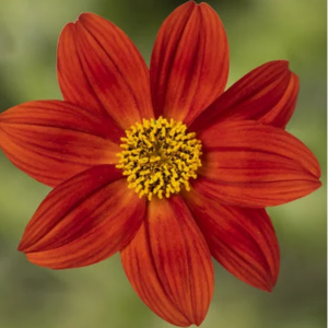 Bidens ferulifolia 'Brazen Red Flare'