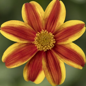 Bidens ferulifolia 'Brazen Samurai'