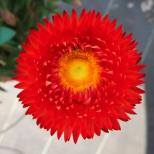 Bracteantha bracteatatum 'Crimson Sun'