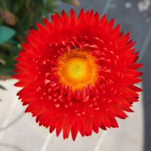 Bracteantha bracteatatum 'Granvia Crimson Sun'