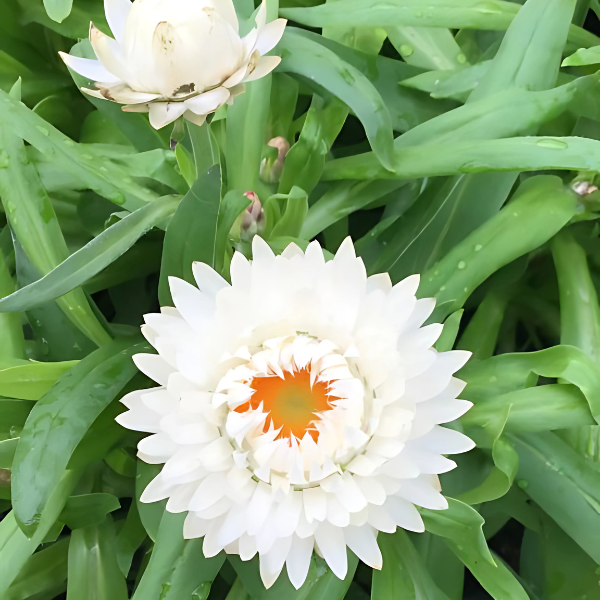 Straw Flower