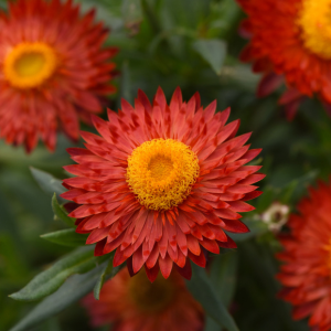 Bracteantha bracteata 'Mohave Fire Red'