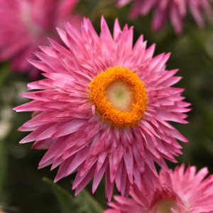 Bracteantha bracteata 'Mohave Pink'