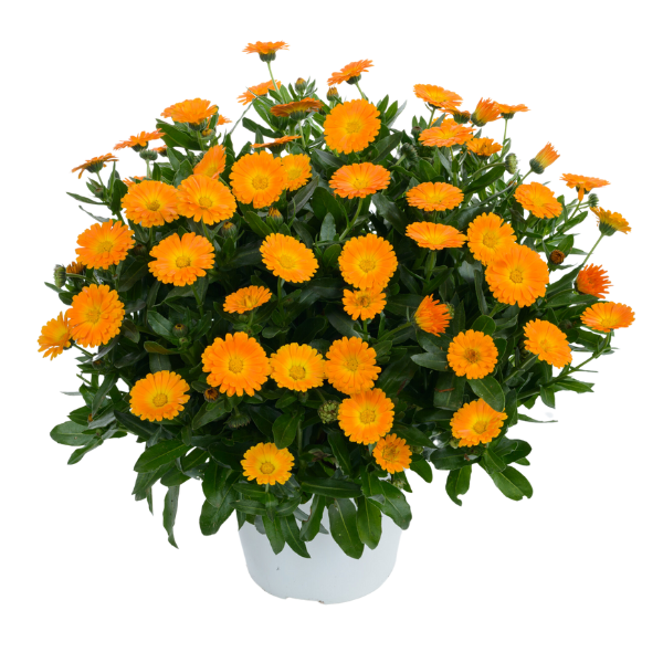 Calendula hybrida 'Cheers Tangerine'