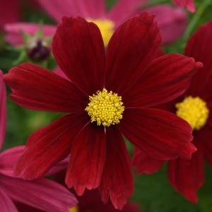 Cosmos bipinnatus 'Red Shades'