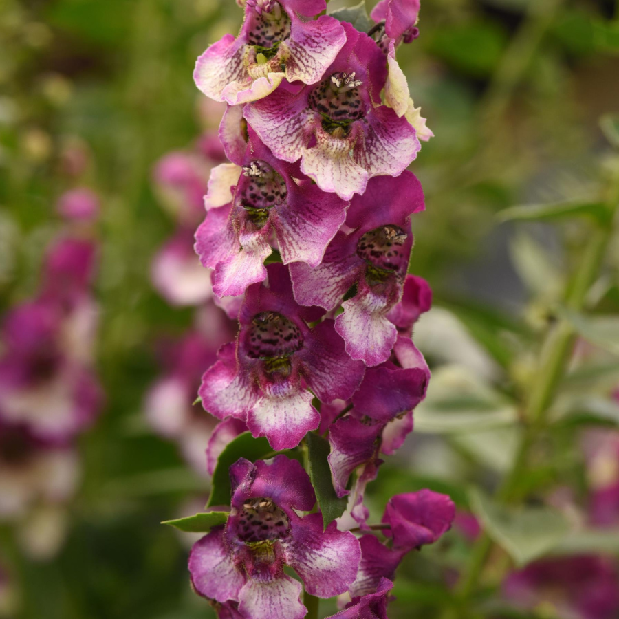 Angelonia 'AngelDance Fuchsia Bi-Color'