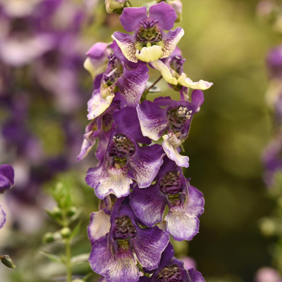 Angelonia 'AngelDance Violet Bi-Color'