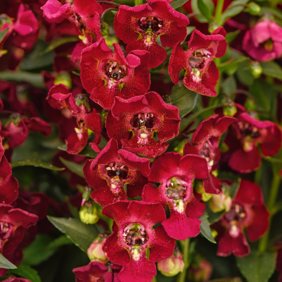 Angelonia angustifolia 'Ruby Sangria'