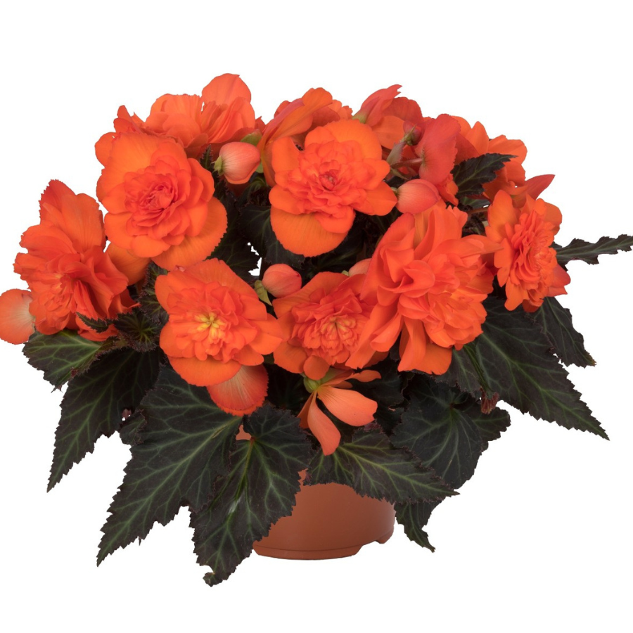 Begonia hybrida 'I'Conia Portofino Dark Orange'