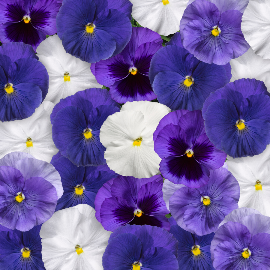 Pansy viola x wittrockiana 'Delta Pro Cool Waters Mix'