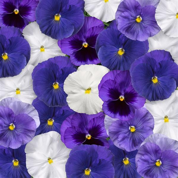 Pansy viola x wittrockiana 'Delta Pro Cool Waters Mix'