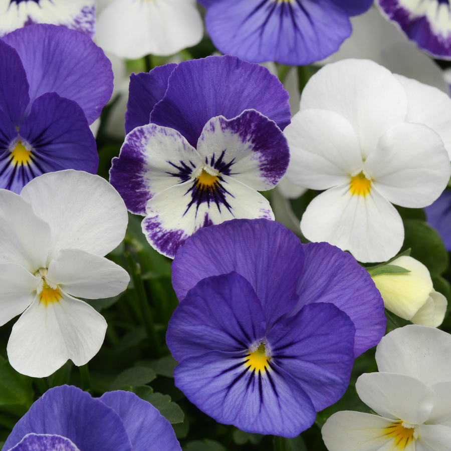 Viola cornuta 'Sorbet Blueberry Sundae Mix XP'