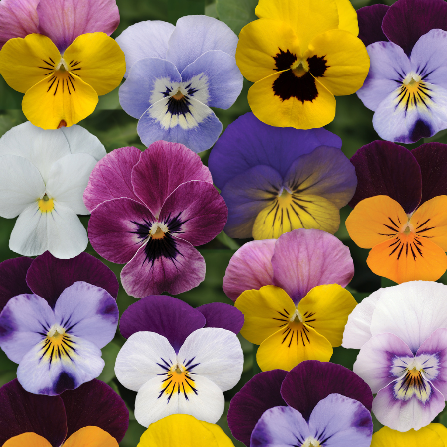Viola cornuta 'Sorbet Spring Select Mix XP'