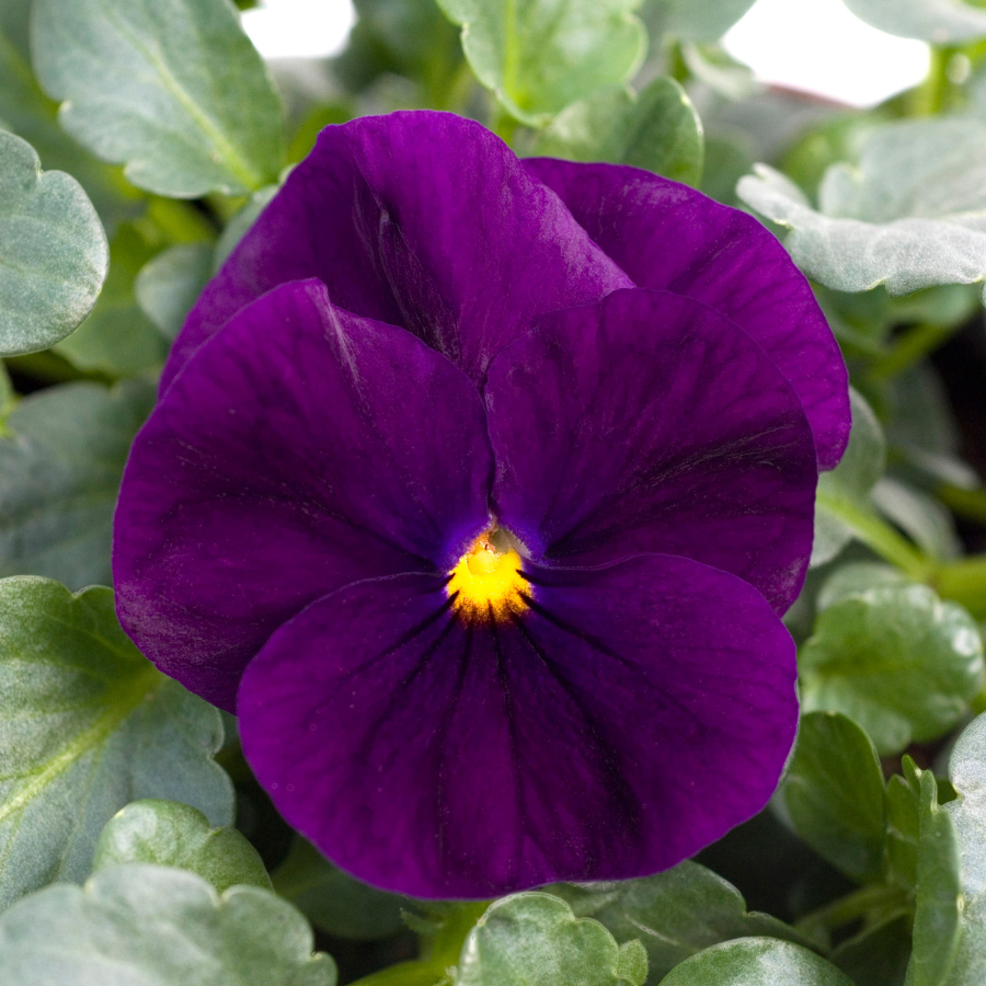 Viola cornuta 'Sorbet Purple XP'