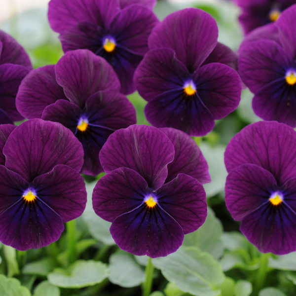 Viola cornuta 'Sorbet Purple XP'