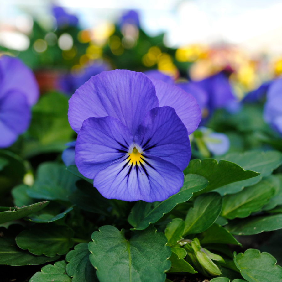 Viola cornuta 'Sorbet True Blue XP'