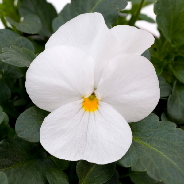 Viola cornuta 'Sorbet White XP'