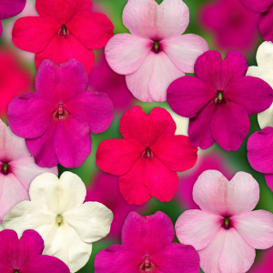 Impatiens walleriana 'Imara XDR Rosy Mix'