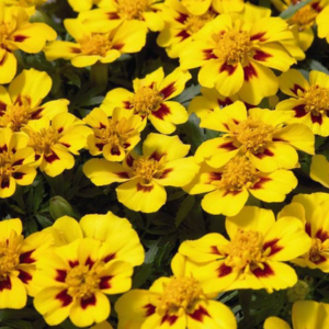 Marigold tagetes patula 'Disco Marietta'