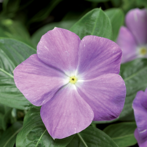 Vinca catharanthus roseus 'Sun Storm Light Blue'