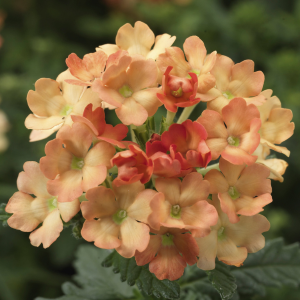 Verbena hybrida 'Obsession Apricot'