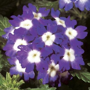 Verbena hybrida 'Obsession Blue w/Eye'