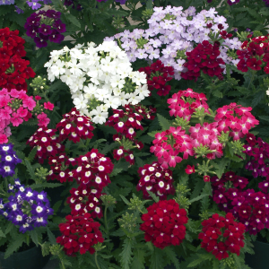 Verbena hybrida 'Obsession Mix'