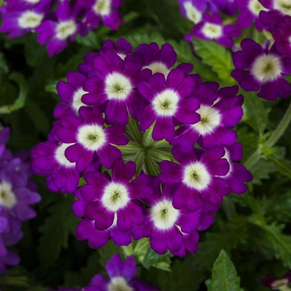 Verbena hybrida 'Obsession Purple Shades w/Eye'