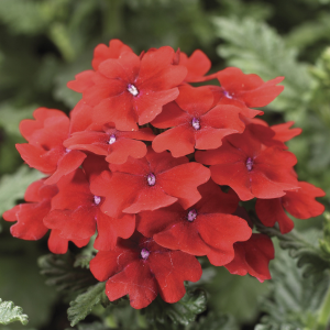 Verbena hybrida 'Obsession Scarlet'