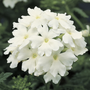 Verbena hybrida 'Obsession White'