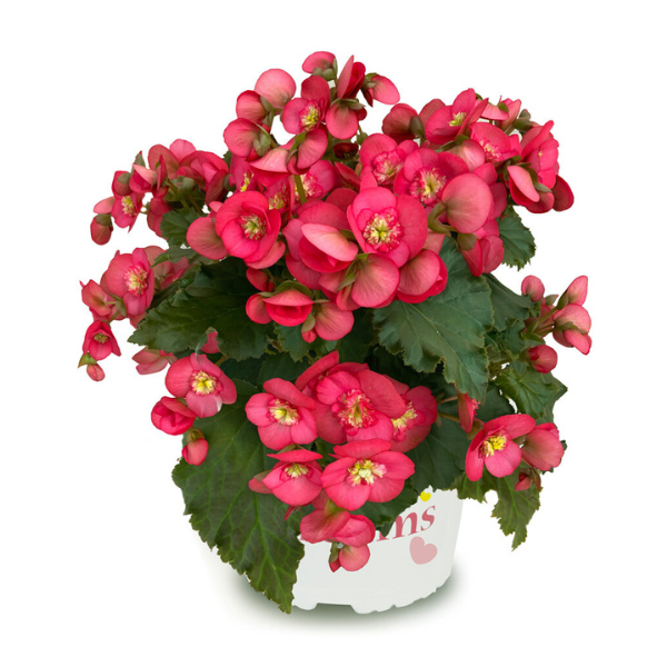 Begonia hiemalis 'Macarazz'