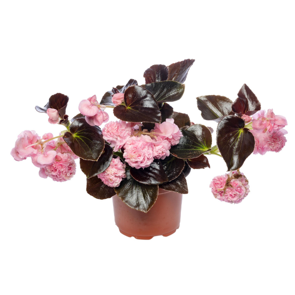Begonia hybrida 'Birthday Bash Cotton Candy'