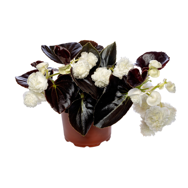 Begonia hybrida 'Birthday Bash Cream Puff'