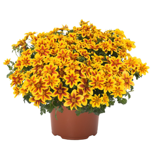 Bidens ferulifolia 'Bidy Boom Ember'