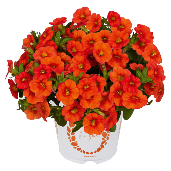 Calibrachoa Hybrida 'Aloha Hot Orange'