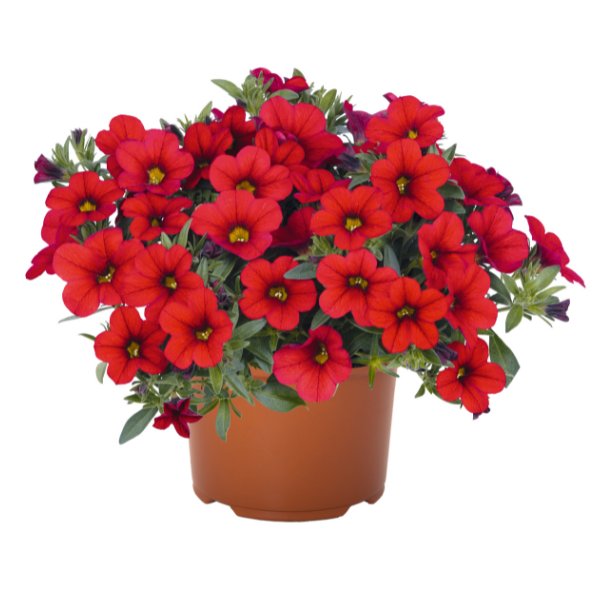 Calibrachoa Hybrida 'Aloha Nani Fire Red'
