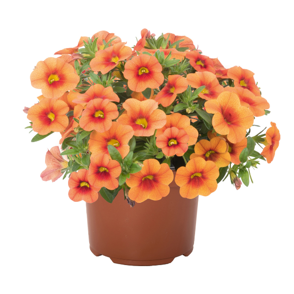 Calibrachoa Hybrida 'Aloha Nani Mango Tango 2021'