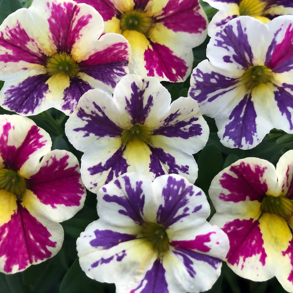 Calibrachoa hybrida 'Candy Shop Bag of Trix'