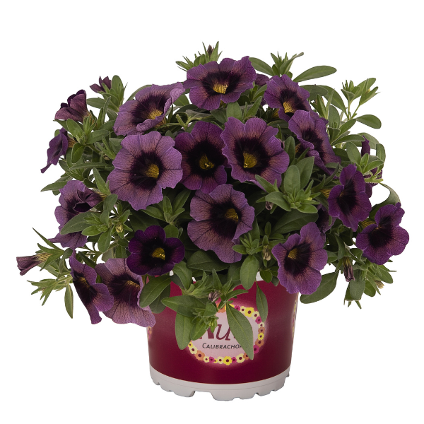 Calibrachoa Hybrida 'Hula Amethyst'