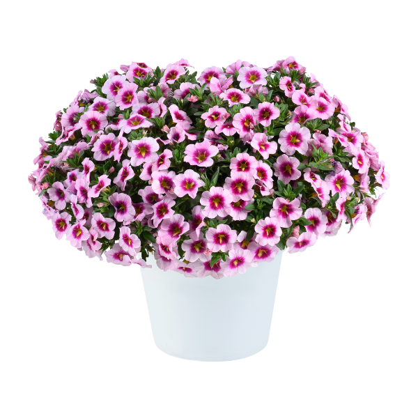 Calibrachoa hybrida 'Lia Spark Pink'